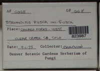 Stemonitis fusca image